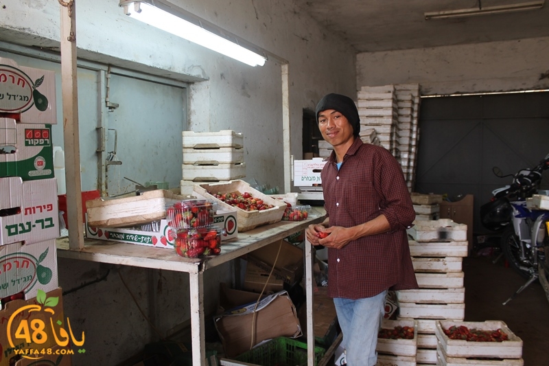 a7bab aqsa farawla (38).JPG